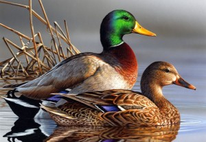 tird place winner of federal duck stamp, Minnesota winner of federal duck stamp contest, 