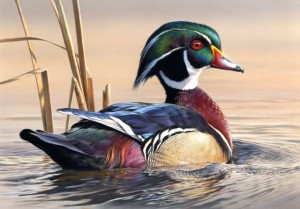 1st place winner for duck stamp contest, federal duck stamp winner, plymouth resident winner of duck stamp, joseph hautman 3rd time winner of federal duck stamp contest, who won the federal duck stamp contest, what is a duck stamp, when will the new duck stamp be available