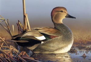 second place winner of federal duck stamp, who won second place of federal duck stamp, Adam Grimm winner of second place in federal duck stamp contest