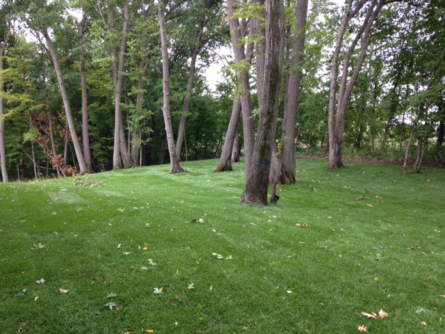 backyard3